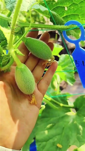 Giant Melon Grown in a Pot? The Result Will Shock You!" 🍈😱