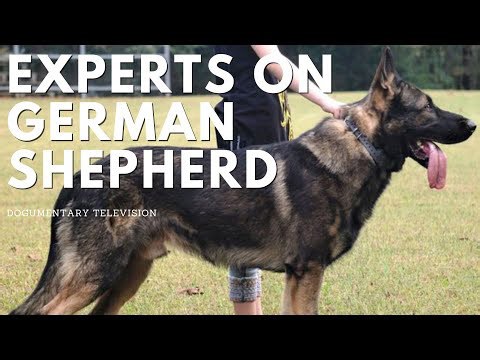 Everything You Need to Know About German Shepherds
