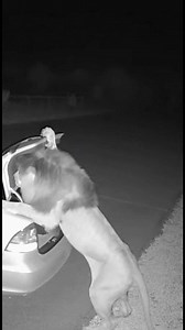 44K views · 137 reactions | Normal Task — Sudden Interruption A woman removes items from her trunk in a roadside parking area. Suddenly, a lion enters the scene at speed. She reacts instantly, moves into the trunk, and shuts it as the moment turns tense. #normaltonerve #suddeninterrupt #visualtension #shorts | Kiran Wakade | Facebook