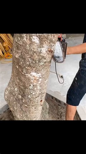 Why waste a perfectly good dried‑up stump or tree? It’s basically pre‑assembled rustic décor. 🪵🪾Sure, I’d would've picked one a bit bigger… something that doesn’t make your coffee cup ☕ feel like it’s performing a trust fall.