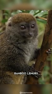 Bamboo Lemur  One Of The Most Endangered Animals In The World #bamboolemur #lem | Gunner Russell | Facebook