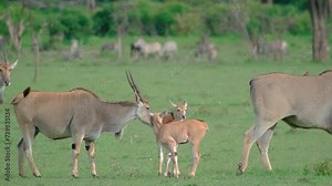 Common Elands With Calves On The Plains Of Maasai Mara In Kenya, East Africa. wide static shot