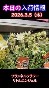[2026.3.5] Stock Information Clipping Flannel Flower #Gardening #flowers #Clipping
