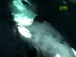 Nature's Perfect Predators- Killer Whales