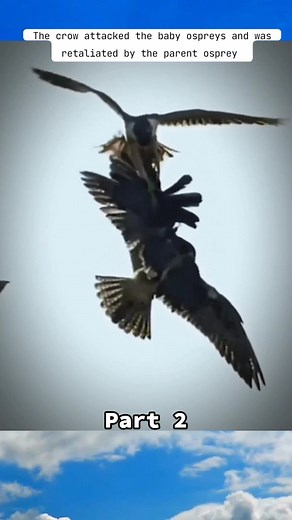 Osprey vs Raven: Predator vs Prey in the Wild