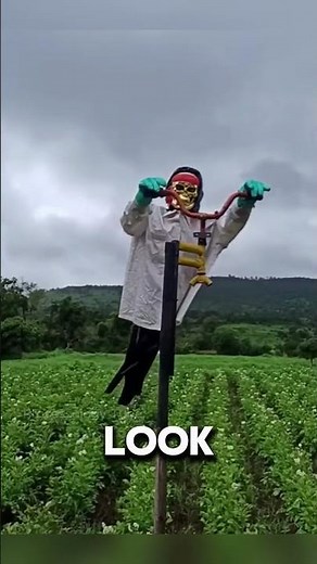 Why Do Farmers Use These Scarecrows?