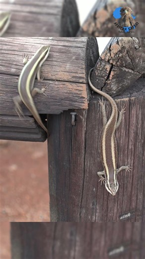 Skink Duo Spotted! #krugernationalpark #wildlife #explore #move #reptiles #lizard #nature