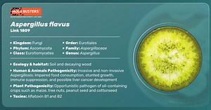Aspergillus Flavus - Symptoms, Disease, & Treatment | Mold Busters