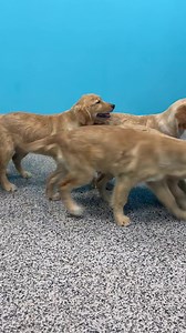 UPDATE THEY ALL HAVE FOUND HOMES Anyone missing 5 Golden retriever puppies? All females. Found north of Ligonier. | Humane Society of Noble County, Inc., Indiana