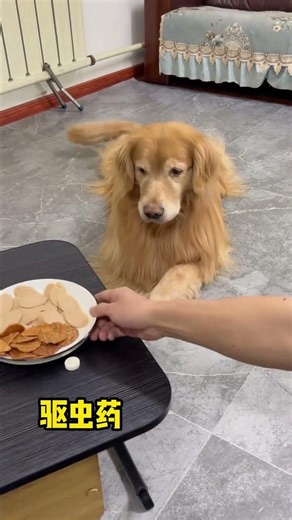 Oops! My Dog Missed the Treat: Watch This Hilarious Confusion