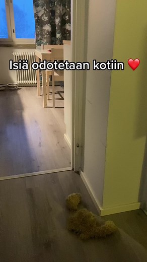 #siberianhusky #huskylife #huskiesoftiktok #dogsoftiktok #howl #howling #koiratsuomi #ikävä