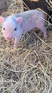 Have you guys ever seen baby pot belly pigs 😍 | Pinatas Perez