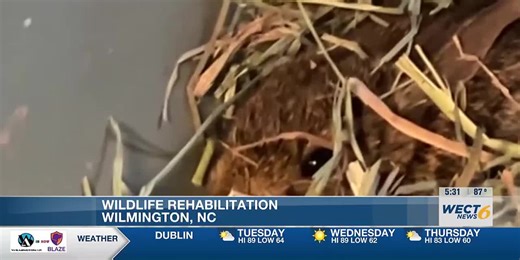 Couple runs wildlife rehab center out of neighborhood home in Wilmington