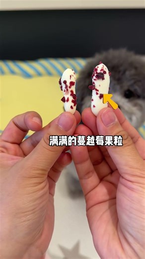 能和小狗一起吃的内蒙古蔓越莓奶皮子！！奶香浓郁酥酥脆脆！真的太好吃了！！#狗狗零食#宠物零食#萌宠好物 #宠物零食推荐