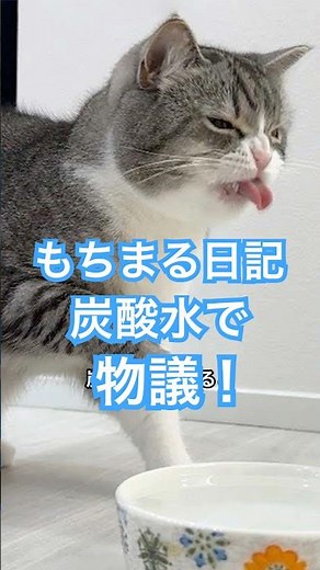 もちまる日記さん猫に炭酸水与え炎上してしまう😅