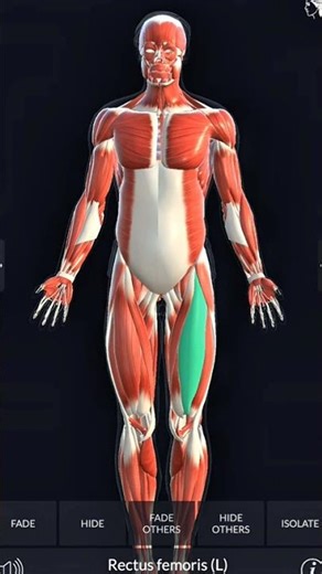 Anatomy or Structure of muscular system of human body ❤️❤️#educational #anatomy #animatry #biology