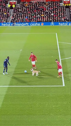 Dog is In Action 🤣 #soccer #Football #funnyfootball | Football Lovers