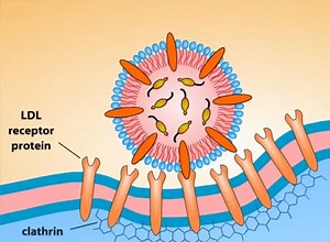 Receptor Mediated Endocytosis p1 on Make a GIF