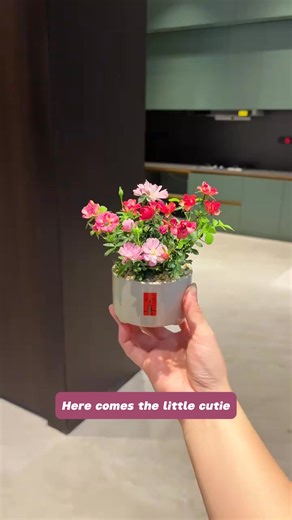 🌸Kiji Miniature Rose: Even a small pot can produce abundant blooms. 🪴Tired of sprawling bushes? Meet Kiji, the exquisite miniature rose that packs all the charm of a classic garden rose into a tiny, tabletop-friendly plant. Perfect for adding a touch of everlasting elegance to any space. | Seedbrower.com