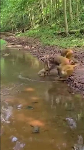 MONKEY PRANK 😂🔥 #viral #funny #monkey 1