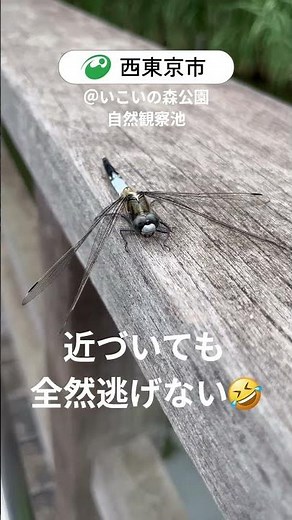全然逃げない #トンボ #西東京市 #シオカラトンボ