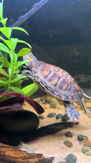 Adorable Silly Turtle Moments in the Aquarium