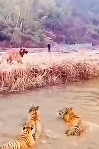 #reels #viralvideo True or False 🤣🤣🤣🤣🤣 | Bai Taal funny videos