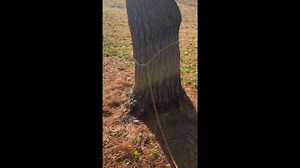 Hands Free Adjustable Dog Leash (turquoise & Fox Orange) - Etsy