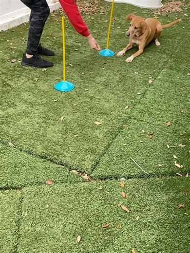 Camp Bow Wow New Orleans on Reels