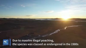 125K views · 3.5K reactions | Overcoming extinction: With efforts from top to bottom, the Tibetan antelope population in Tibet Autonomous Region has risen to more than 200,000 today xhne.ws/8UGgk #ProsperityOnthePlateau | China Xinhua News | Facebook