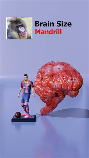 Brain Size Comparison | #sizecomparison #animals #reelschallenge | Weird Data