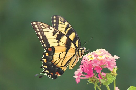 The Ultimate Tiger Swallowtail Butterfly Guide