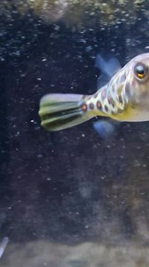 10K views · 1.1K reactions | If your looking for a cute pet fish then these guys are for you  pustulatus puffer fish (Cross River puffer)  | Pier Aquatics | Facebook