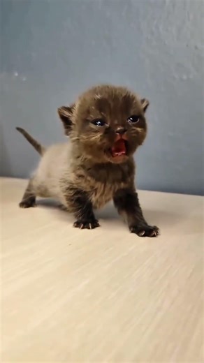 Qué significa el maullido de gatitos 🐾❓ #gatitos #curioso