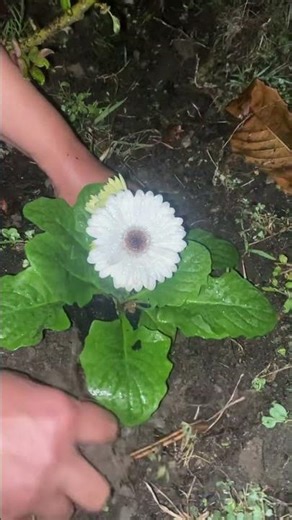 How to Grow Beautiful Gerbera Flowers at Home 🌸 | Easy Care Tips