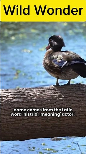 Harlequin Duck – Nature’s Painted Diver of the Wild North