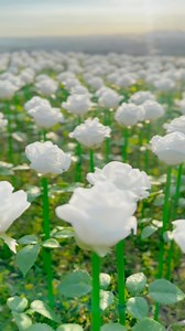 1000 LED Roses 🌹 | When in Rizal