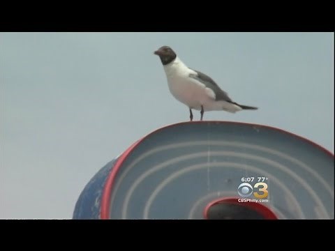 Beachgoers Witness Man Kill Seagull At Jersey Shore Beach