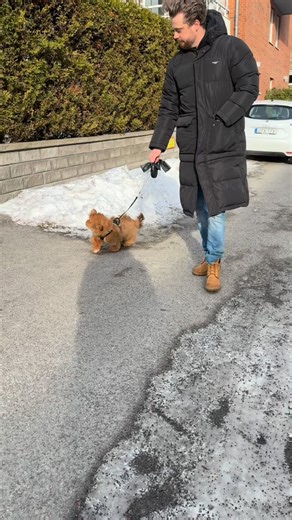 ⭐️Atran Velo Dog🐕⭐️ Med det smidiga avs fästet på Ecoride så kan du snabbt och smidigt ta med hunden vart du vill med Atran Velo dog. ☎️0340-14353 ✉️info@cykelverkstaden.se | Cykelverkstaden NO.1