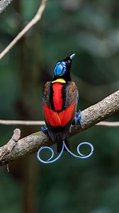 Cenderawasih Botak atau Wilson’s Bird Of Paradise, salah satu burung cenderawasih yang selalu jugak lepak atas tanah hutan. Burung ni biasanya bersihkan kawasan dia bebas dari daun-daun yang gugur. Bila kawasan dia dah bersih, dia akan mula panggil si betina untuk datang ke kawasannya. Biasanya, betina akan hinggap dari ranting ke ranting yang lain, andaian aku si betina ni buat spotcheck betul ke dah bersih. Bila dah habis spotcheck, dia akan bertenggek di satu ranting rendah, si jantan akan bu