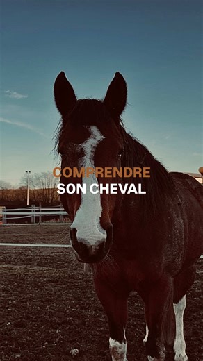 💫 COMPRENDRE SON CHEVAL ➡️ une relation sereine avec son cheval demande avant tout quelques notions de compréhension du langage des chevaux. #cheval #horsemanship #ethologie #horse #equestrian