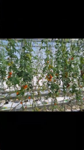 indoor vertical farmingled