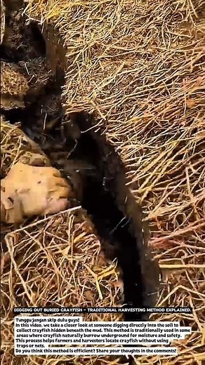 Digging Out Buried Crayfish – Traditional Harvesting Method Explained.