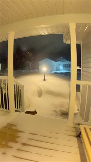 Three clips from our doorbell camera of visitors this week. If you look closely in the first clip you can just see a rabbit escape under our stairs. The second is the rabbit out and about 40 minutes later and the last is the fox coming by tonight for another shot at the rabbit. | Richard Kitchen Nature Photography
