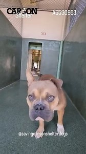 52 reactions · 47 shares | Adopted  A5590953 ✰ Unknown -10/26/23-...