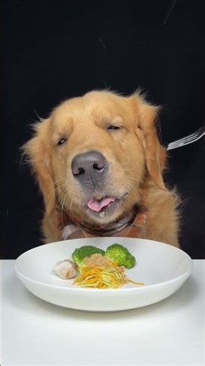 One Bite Became a Lifestyle. Golden Retriever. Cute Pet Debut Plan