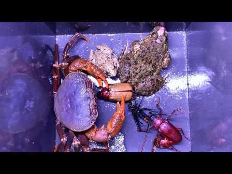 The Battle for Survival Between Four Species