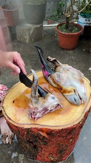 Goat Head Dissection Using Sharp Knife 1027 #knifeskills #butcher #goat #shorts
