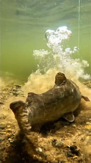 Mekong Catfish ATTACK! 🤯 You WON'T Believe This Bite! 🎣