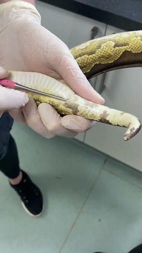 How to sex a snake with sexing probes